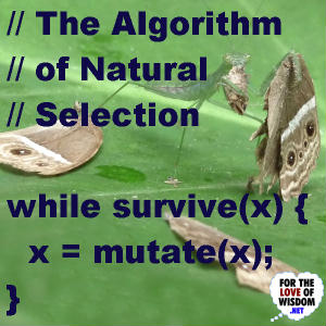 The Algorithm of Natural Selection